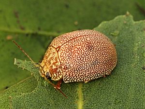 Paropsis atomaria Warby Ranges2.JPG