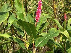 Persicaria amphibia-emersa