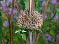 Phlomoides tuberosa 2016-07-19 2822