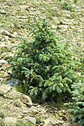 Picea engelmannii Sierra Blanca NM