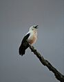 Pied babbler sentinel