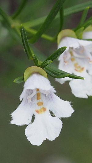 Prostanthera nivea (2).jpg