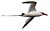 Red-billed Tropicbird JCB white background.jpg