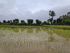 Rice Planting.