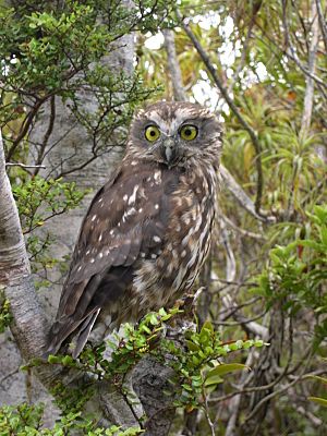 Ruru-morepork-heaphy-track.jpg