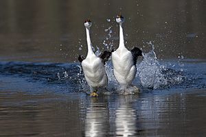 Rushing Western Grebes 