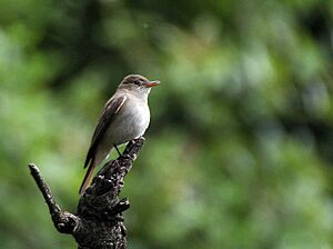 Rusty-tailed Flycatcher I IMG 7389.jpg