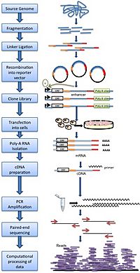 STARR-seq Methodology