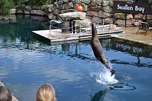 Sealion Bay Chessington