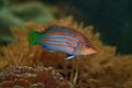 Six-line wrasse