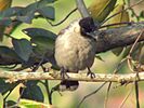 Sooty-headed Bulbul 