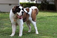 St Bernard Dog