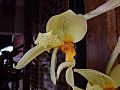 Stanhopea xytriophora