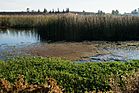 Stone Lakes National Wildlife Refuge 2.jpg