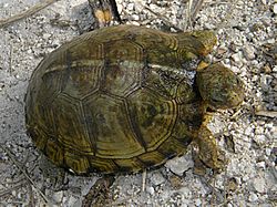 Terrapene carolina yucatana.jpg