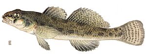 Tesselated darter (Etheostoma olmstedi).jpg