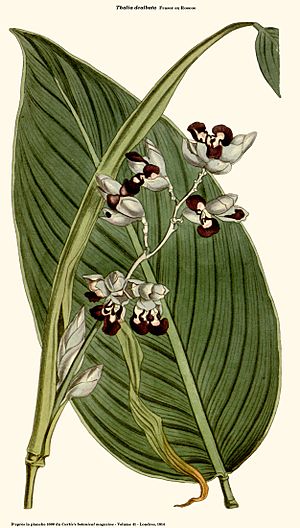 Thalia dealbata (Curtis).jpg