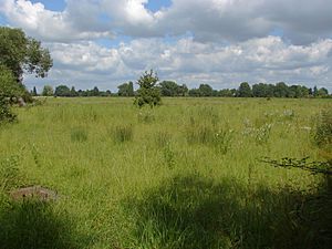 Thames floodplain (geograph 3025312).jpg