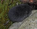 Townsend's Vole (Microtus townsendii).jpg