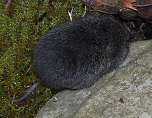 Townsend's Vole (Microtus townsendii).jpg