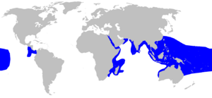 Triaenodon obesus distmap.png