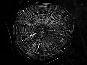 Typical-orb-web-photo