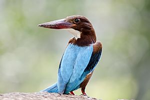 White-throated kingfisher BNC