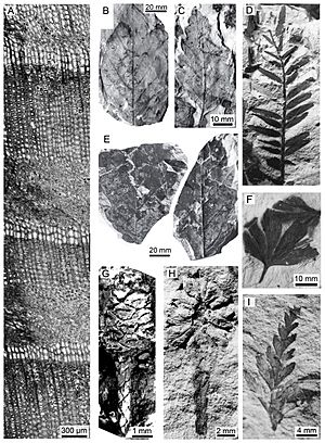 Winton-Formation-flora