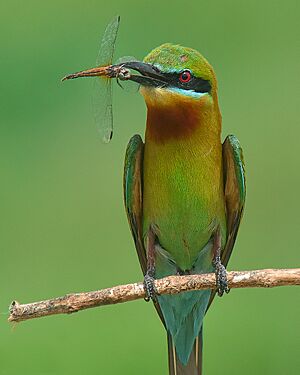 সুই চোরা