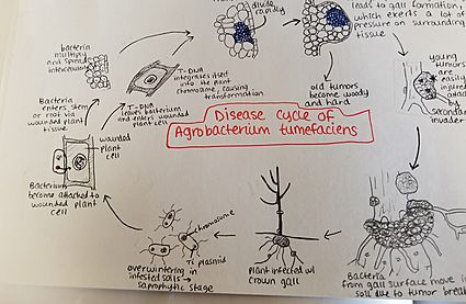 A tumefaciens disease cycle