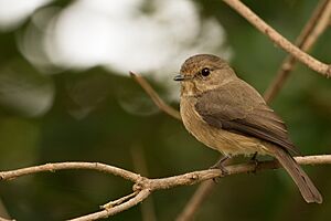 African Dusky Flycatcher.jpg