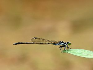 Agriocnemis splendidissima by kadavoor