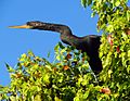 Anhinga in tree