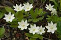 Arctic Starflower (3600344148)