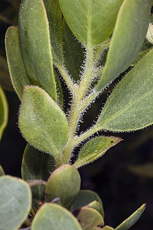 Arctostaphylos klamathensis (Klamath manzanita) (19140269600).jpg