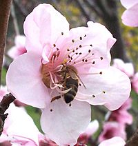 Bee in flower