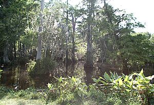 Big cypress