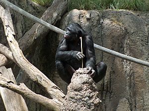 BonoboFishing04