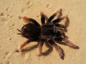 Brachypelma klaasi 2009 G01 cropped.jpg