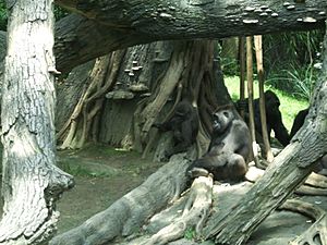 Bronx Zoo 044