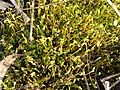 Bryophyte sp Moss 3