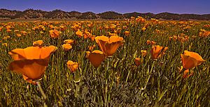 California-poppies