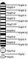 Chromosome 13