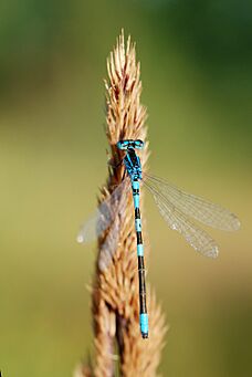 Coenagrion scitulum (4890313519)