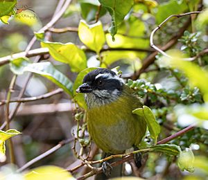 Common bush tanager-DeNoiseAI-standard