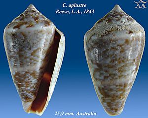 Conus aplustre 2.jpg