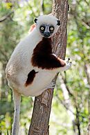 Coquerel's sifaka (Propithecus coquereli)