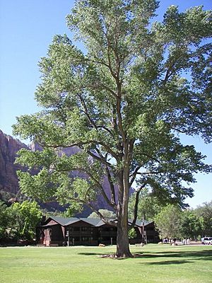 Cottonwood at Zion Lodge.jpg