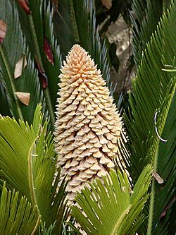 Cycas inflorescence.jpg