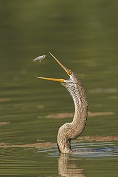 Darter tossing fish